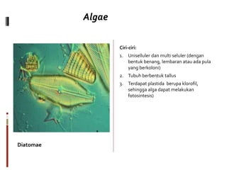 Diatomae
Algae
Ciri-ciri:
1. Uniselluler dan multi seluler (dengan
bentuk benang, lembaran atau ada pula
yang berkoloni)
2. Tubuh berbentuk tallus
3. Terdapat plastida berupa klorofil,
sehingga alga dapat melakukan
fotosintesis)
 