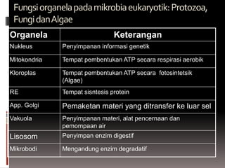 Fungsiorganelapadamikrobiaeukaryotik:Protozoa,
FungidanAlgae
Organela Keterangan
Nukleus Penyimpanan informasi genetik
Mitokondria Tempat pembentukan ATP secara respirasi aerobik
Kloroplas Tempat pembentukan ATP secara fotosintetsik
(Algae)
RE Tempat sisntesis protein
App. Golgi Pemaketan materi yang ditransfer ke luar sel
Vakuola Penyimpanan materi, alat pencernaan dan
pemompaan air
Lisosom Penyimpan enzim digestif
Mikrobodi Mengandung enzim degradatif
 