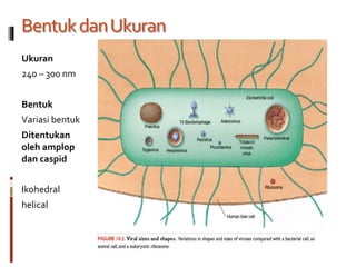 BentukdanUkuran
Ukuran
240 – 300 nm
Bentuk
Variasi bentuk
Ditentukan
oleh amplop
dan caspid
Ikohedral
helical
 
