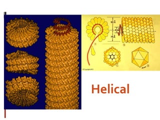 Helical
 