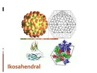 Ikosahendral
 