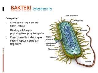 Komponen
1. Sitoplasma tanpa organel
bermembran
2. Dinding sel dengan
peptidoglikan yang kompleks
3. Komponen diluar dinding sel
seperti kapsul, fibriae dan
flagellum.
 