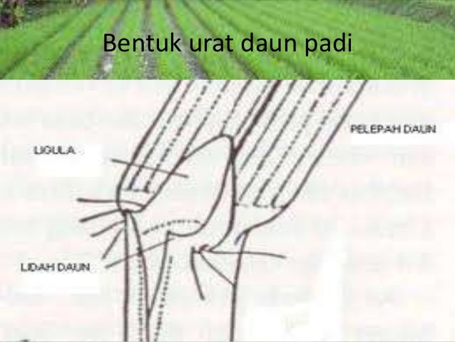 Persentasi Padi2 Morfologi Padi