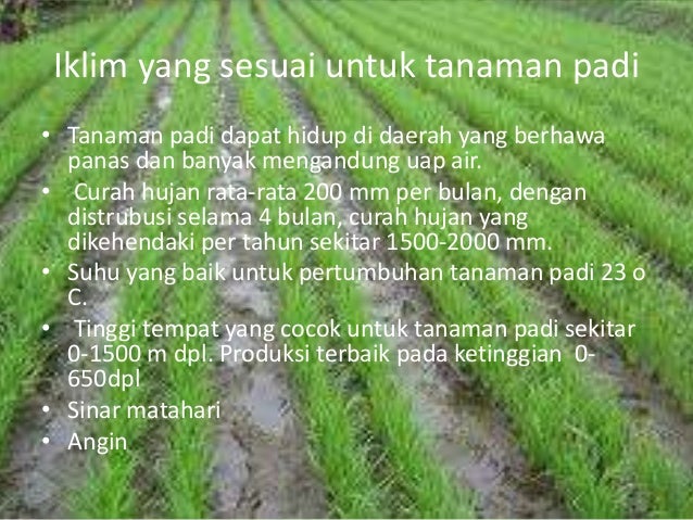 Tanaman Padi Cocok Ditanam Di Daerah Beriklim Berbagi Tanam
