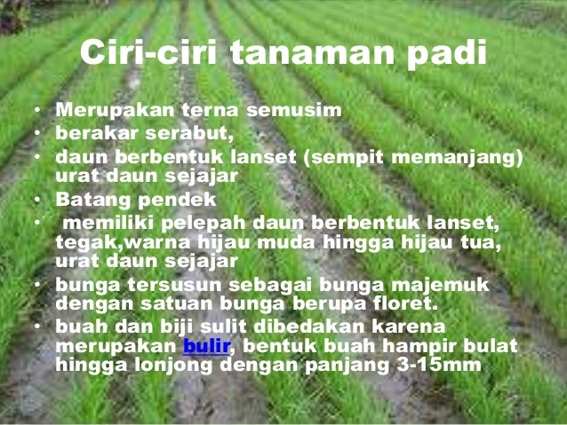 Persentasi padi2(Morfologi Padi)