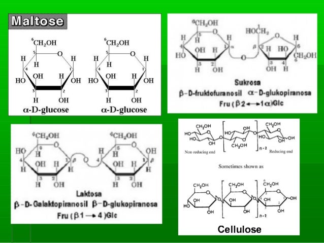 Presentasi Pencernaan Makanan Karbohidrat