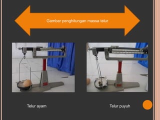 Gambar penghitungan massa telur
Telur ayam Telur puyuh
 