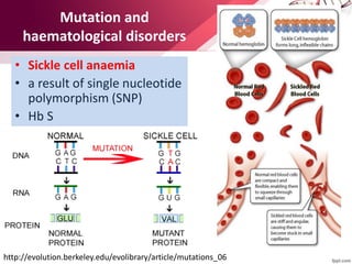 Mutation and
haematological disorders
• Sickle cell anaemia
• a result of single nucleotide
polymorphism (SNP)
• Hb S
http://evolution.berkeley.edu/evolibrary/article/mutations_06
 