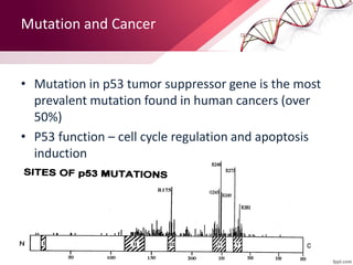 Mutation and Cancer
• Mutation in p53 tumor suppressor gene is the most
prevalent mutation found in human cancers (over
50%)
• P53 function – cell cycle regulation and apoptosis
induction
 