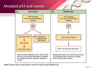 Mutated p53 and cancer
https://voer.edu.vn/m/cancer-and-the-cell-cycle/3962112d
 