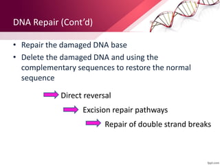 DNA Repair (Cont’d)
• Repair the damaged DNA base
• Delete the damaged DNA and using the
complementary sequences to restore the normal
sequence
Direct reversal
Excision repair pathways
Repair of double strand breaks
 
