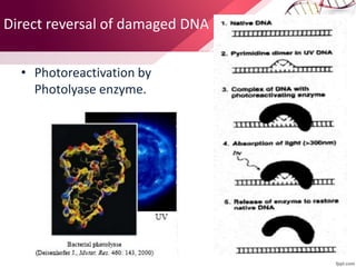 Direct reversal of damaged DNA
• Photoreactivation by
Photolyase enzyme.
 
