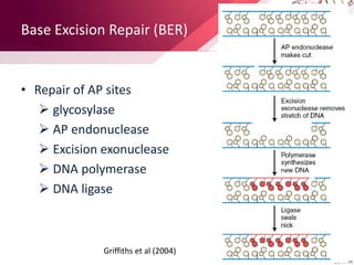 Base Excision Repair (BER)
• Repair of AP sites
 glycosylase
 AP endonuclease
 Excision exonuclease
 DNA polymerase
 DNA ligase
Griffiths et al (2004)
 