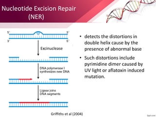 Nucleotide Excision Repair
(NER)
Excinuclease
• detects the distortions in
double helix cause by the
presence of abnormal base
• Such distortions include
pyrimidine dimer caused by
UV light or aflatoxin induced
mutation.
Griffiths et al (2004)
 