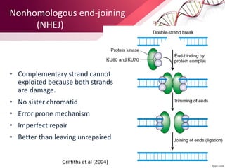 Nonhomologous end-joining
(NHEJ)
• Complementary strand cannot
exploited because both strands
are damage.
• No sister chromatid
• Error prone mechanism
• Imperfect repair
• Better than leaving unrepaired
Griffiths et al (2004)
 