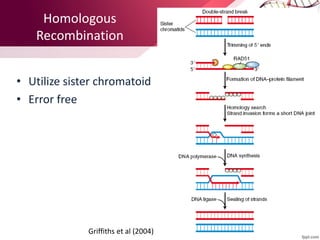 Homologous
Recombination
• Utilize sister chromatoid
• Error free
Griffiths et al (2004)
 