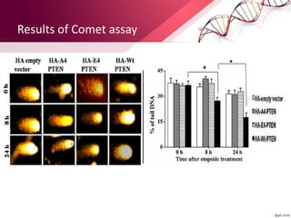 Results of Comet assay
 