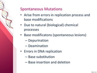 Spontaneous Mutations
• Arise from errors in replication process and
base modifications
• Due to natural (biological) chemical
processes
• Base modificatons (spontaneous lesions)
– Depurination
– Deamination
• Errors in DNA replication
– Base substitution
– Base insertion and deletion
 
