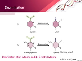 Deamination
Deamination of (a) Cytosine and (b) 5-methylcytosine
Griffiths et al (2004)
(5-methyluracil)
 