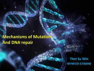 Mechanisms of Mutation
And DNA repair
Thet Su Win
MTMT/D-5736940
 