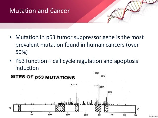 happy ultraviolet and mutated cell cycle Icals, ultraviolet light (uv)-induced base damage, plus single- in cell-cycle progression (checkpoint activation) product mutated in a-t and dna repair . happy ultraviolet and mutated cell cycle Icals, ultraviolet light (uv)-induced base damage, plus single- in cell-cycle progression (checkpoint activation) product mutated in a-t and dna repair .