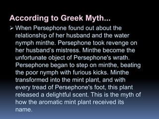 According to Greek Myth...
 When Persephone found out about the
relationship of her husband and the water
nymph minthe. Persephone took revenge on
her husband’s mistress. Minthe become the
unfortunate object of Persephone's wrath.
Persephone began to step on minthe, beating
the poor nymph with furious kicks. Minthe
transformed into the mint plant, and with
every tread of Persephone's foot, this plant
released a delightful scent. This is the myth of
how the aromatic mint plant received its
name.
 