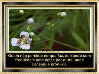 Quem não persiste no que faz, deixando com freqüência uma coisa por outra, nada consegue produzir. 