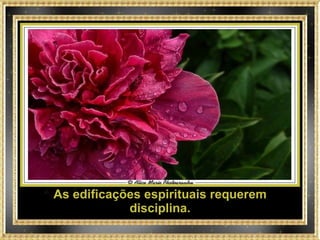 As edificações espirituais requerem disciplina. 