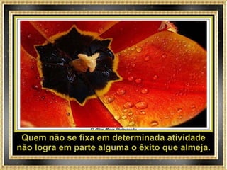 Quem não se fixa em determinada atividade não logra em parte alguma o êxito que almeja. 