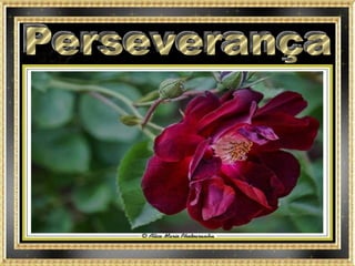 Perseverança 