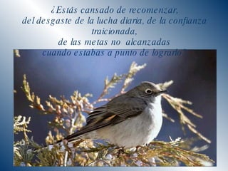 ¿Estás cansado de recomenzar, del desgaste de la lucha diaria, de la confianza traicionada, de las metas no  alcanzadas cuando estabas a punto de lograrlo? 