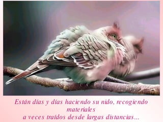 Están días y días haciendo su nido, recogiendo materiales a veces traídos desde largas distancias... 