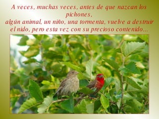 A veces, muchas veces, antes de que nazcan los pichones, algún animal, un niño, una tormenta, vuelve a destruir el nido, pero esta vez con su precioso contenido... 