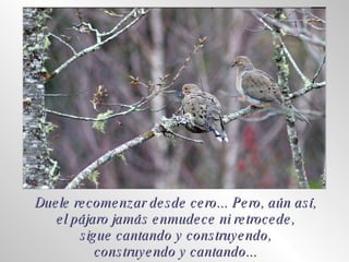 Duele recomenzar desde cero... Pero, aún así, el pájaro jamás enmudece ni retrocede, sigue cantando y construyendo, construyendo y cantando... 
