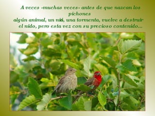 A veces -muchas veces- antes de que nazcan los pichones  algún animal, un niño, una tormenta, vuelve a destruir  el nido, pero esta vez con su precioso contenido... 