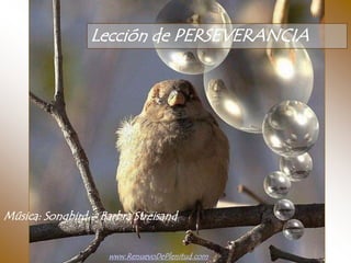 Lección de PERSEVERANCIA




Música: Songbird – Barbra Streisand


                     www.RenuevoDePlenitud.com
 