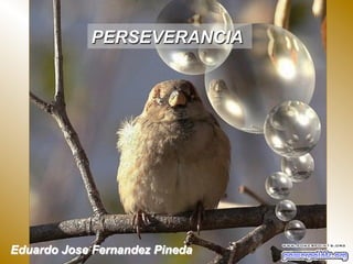 PERSEVERANCIA

Eduardo Jose Fernandez Pineda

 