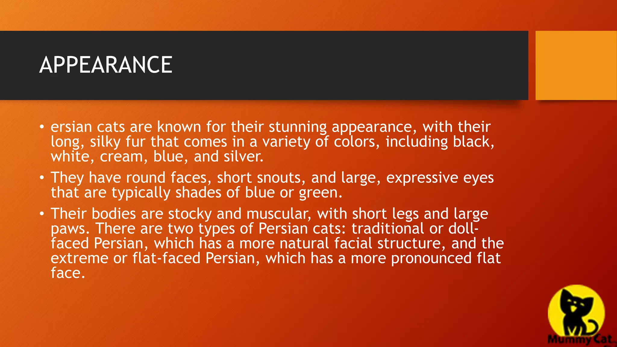 Persian cat in Lucknow.pptx