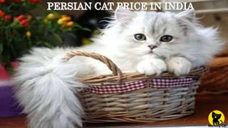 Persian cat price in india | PPTX