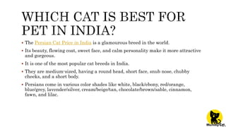 Persian cat price in india | PPTX