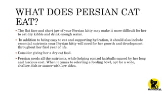 Persian cat price in india | PPTX