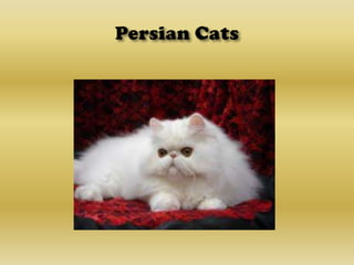 Persian Cats 