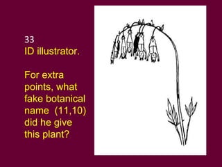 33 ID illustrator.  For extra points, what fake botanical name  (11,10) did he give this plant? 