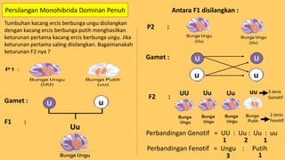 Persilangan Monohibrida Dominan Penuh
Tumbuhan kacang ercis berbunga ungu disilangkan
dengan kacang ercis berbunga putih menghasilkan
keturunan pertama kacang ercis berbunga ungu. Jika
keturunan pertama saling disilangkan. Bagaimanakah
keturunan F2 nya ?
Gamet :
F1 :
Uu
Antara F1 disilangkan :
P2 :
Gamet :
F2 :
UU Uu Uu uu 3 Jenis
Genotif
Perbandingan Genotif = UU : Uu : Uu : uu
2 Jenis
Fenotif
Perbandingan Fenotif = Ungu : Putih
1 2 1
3 1
 