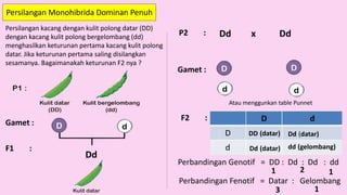 Persilangan Monohibrida Dominan Penuh
Persilangan kacang dengan kulit polong datar (DD)
dengan kacang kulit polong bergelombang (dd)
menghasilkan keturunan pertama kacang kulit polong
datar. Jika keturunan pertama saling disilangkan
sesamanya. Bagaimanakah keturunan F2 nya ?
Gamet :
F1 :
Dd
P2 :
Gamet :
F2 :
Perbandingan Genotif = DD : Dd : Dd : dd
Perbandingan Fenotif = Datar : Gelombang
1 2 1
3 1
Dd
Dd x
Atau menggunkan table Punnet
DD (datar)
Dd (datar) dd (gelombang)
Dd (datar)
 