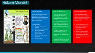 Hukum Mendel
Figur Mendel
AAAA AAAA
Gregor Mendel adalah seorang
pakar biologi asal Austria
Melakukan penelitian pewarisan
sifat menggunakan kacang ercis
atau Pisum sativum
Alasan Mendel :
a. Tanaman yang mudah
tumbuh
b. Tanaman berumur pendek
c. Mudah melakukan
penyerbukan sendiri
maupun silang
d. Keturunannya banyak dan
bervariasi
e. Bunga sempurna
Hukum Mendel I
“Pada waktu pembentukan
gamet terjadi pemisahan
alternatif gen atau variasi gen
yang disebut juga alel secara
bebas”.
 Segregasi adalah Pemisahan alel
pada waktu pembentukan gamet
dalam persilangan monohibrida.
 Pembentukan gamet terjadi secara
meiosis.
 Pasangan - pasangan homolog
saling berpisah dan terjadi
pemisahan alel - alel suatu gen
secara bebas dari diploid menjadi
haploid.
 Setiap sel gamet hanya
mengandung satu gen dari alelnya
fenomena ini dapat diamati pada
persilangan monohibrida.
Hukum Mendel II
“Saat pembentukan gamet
faktor-faktor yang menentukan
karakter-karakter berbeda yaitu
gen diwariskan secara bebas
satu sama lain”
 Asortasi adalah Setiap gen
/sifat dapat berpasangan
secara bebas dengan
gen/sifat lain
 Hukum ini berlaku dalam
proses pembentukan gamet
pada persilangan dihibrid
atau persilangan dengan dua
sifat beda.
 