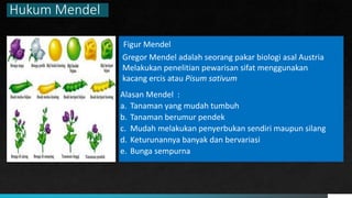 Hukum Mendel
Figur Mendel
Gregor Mendel adalah seorang pakar biologi asal Austria
Melakukan penelitian pewarisan sifat menggunakan
kacang ercis atau Pisum sativum
Alasan Mendel :
a. Tanaman yang mudah tumbuh
b. Tanaman berumur pendek
c. Mudah melakukan penyerbukan sendiri maupun silang
d. Keturunannya banyak dan bervariasi
e. Bunga sempurna
 