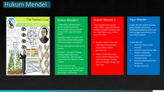Hukum Mendel
Figur Mendel
AAAA
Gregor Mendel adalah seorang
pakar biologi asal Austria
Melakukan penelitian pewarisan
sifat menggunakan kacang ercis
atau Pisum sativum
Alasan Mendel :
a. Tanaman yang mudah
tumbuh
b. Tanaman berumur pendek
c. Mudah melakukan
penyerbukan sendiri
maupun silang
d. Keturunannya banyak dan
bervariasi
e. Bunga sempurna
Hukum Mendel I
“Pada waktu pembentukan
gamet terjadi pemisahan
alternatif gen atau variasi gen
yang disebut juga alel secara
bebas”.
 Segregasi adalah Pemisahan alel
pada waktu pembentukan gamet
dalam persilangan monohibrida.
 Pembentukan gamet terjadi secara
meiosis.
 Pasangan - pasangan homolog
saling berpisah dan terjadi
pemisahan alel - alel suatu gen
secara bebas dari diploid menjadi
haploid.
 Setiap sel gamet hanya
mengandung satu gen dari alelnya
fenomena ini dapat diamati pada
persilangan monohibrida.
Hukum Mendel II
“Saat pembentukan gamet
faktor-faktor yang menentukan
karakter-karakter berbeda yaitu
gen diwariskan secara bebas
satu sama lain”
 Asortasi adalah Setiap gen
/sifat dapat berpasangan
secara bebas dengan
gen/sifat lain
 Hukum ini berlaku dalam
proses pembentukan gamet
pada persilangan dihibrid
atau persilangan dengan dua
sifat beda.
 