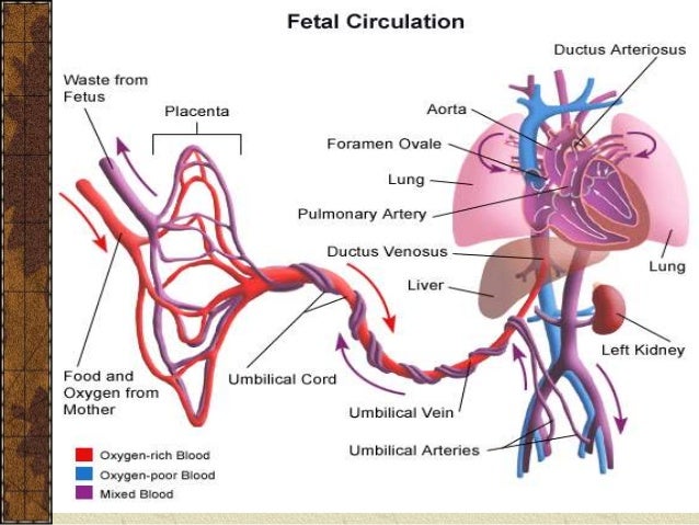 persistent pulmonary hypertension of newborn persistent pulmonary hypertension of the newborn