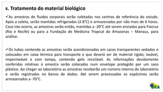 8. Tratamento do material biológico
As amostras de fluidos corporais serão coletadas nos centros de referência do estudo.
Após a coleta, serão mantidas refrigeradas (2-8°C) e armazenadas por não mais de 6 horas.
Caso isto ocorra, as amostras serão então, mantidas a -20°C até serem enviadas para Fiocruz
(Rio e Recife) ou para a Fundação de Medicina Tropical do Amazonas – Manaus, para
análise.
Os tubos contendo as amostras serão acondicionados em sacos transparentes vedados e
colocados em caixa térmica para transporte e que deverá ser de material rígido, lavável,
impermeável e com tampa, contendo gelo reciclável. As informações devidamente
conferidas relativas à amostra serão colocadas num envelope protegido por um saco
plástico. Ao chegar ao laboratório as amostras receberão um número interno do laboratório
e serão registradas no banco de dados. Até serem processadas os espécimes serão
armazenados a -70°C.
 